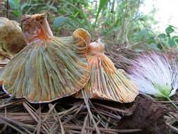 Image de Lactarius salmoneus Peck 1898