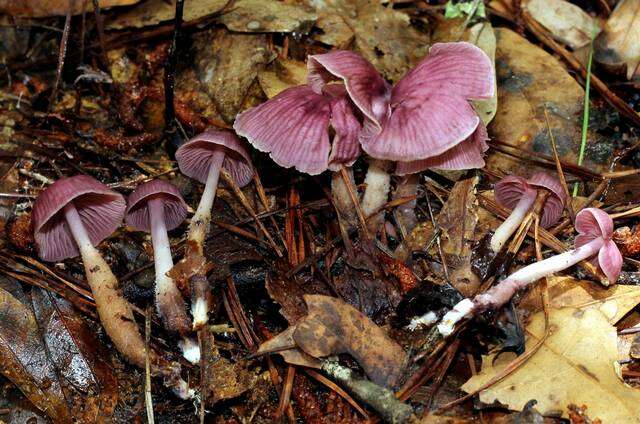 Image of Gymnopus iocephalus (Berk. & M. A. Curtis) Halling 1997