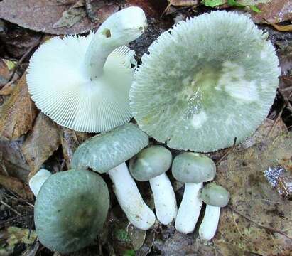 Image of Russula parvovirescens Buyck, D. Mitch. & Parrent 2006