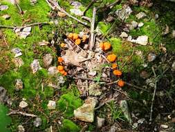 Cantharellus cinnabarinus (Schwein.) Schwein. 1832 resmi