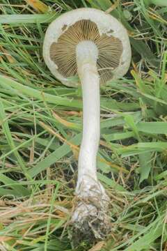 Image of Agrocybe