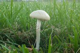 Plancia ëd Agrocybe