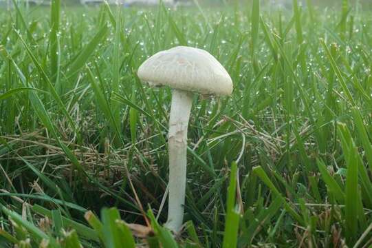 Image of Agrocybe