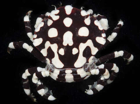 Image of Lissocarcinus orbicularis