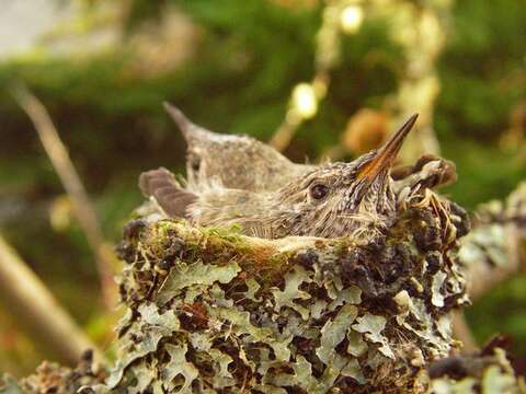 Image of shield lichen