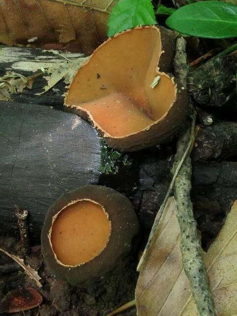 Plancia ëd Sarcosomataceae