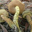 Imagem de Austroboletus austrovirens N. A. Fechner, Bougher, Bonito & Halling 2017