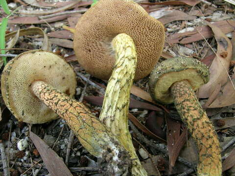 Imagem de Austroboletus