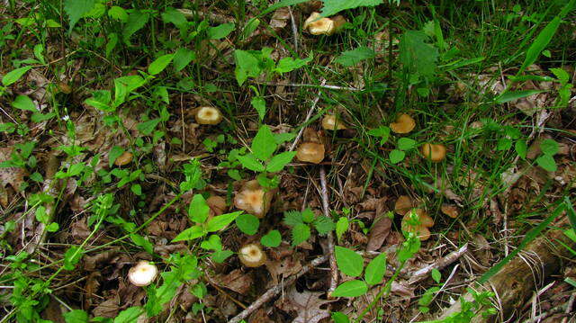 Image of Psilocybe ovoideocystidiata Guzmán & Gaines 2007