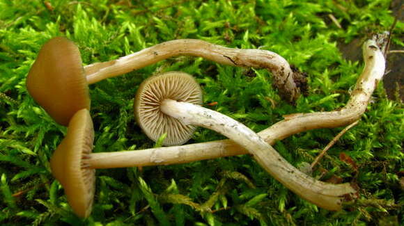 Image of Psilocybe ovoideocystidiata Guzmán & Gaines 2007