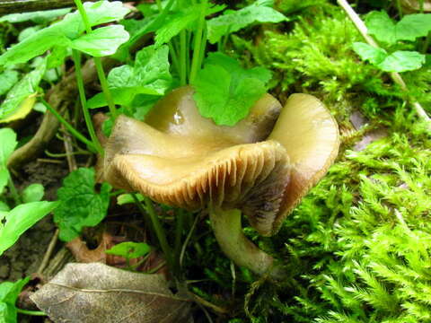 Image of Psilocybe ovoideocystidiata Guzmán & Gaines 2007