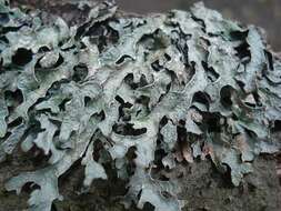 Image of shield lichen