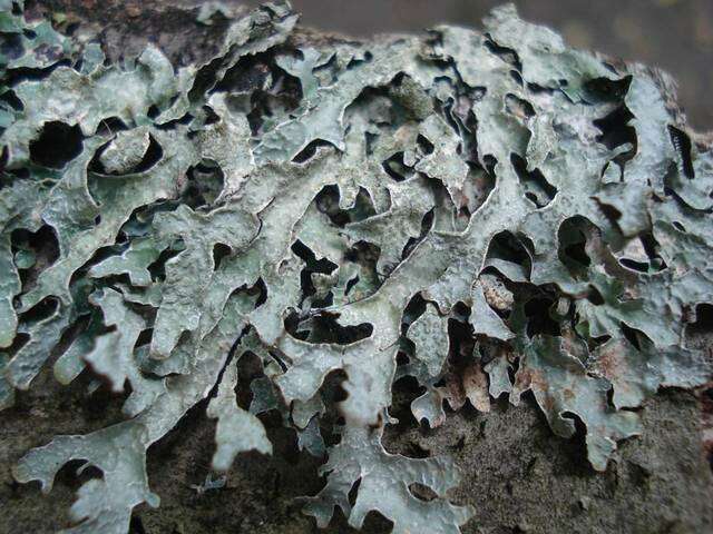 Image of shield lichen