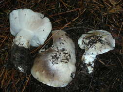 Image of Tricholoma vernaticum Shanks 1996