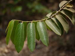 Image of Casearia tomentosa Roxb.