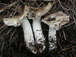 Image of Tricholoma vernaticum Shanks 1996