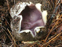 Image of cup fungi