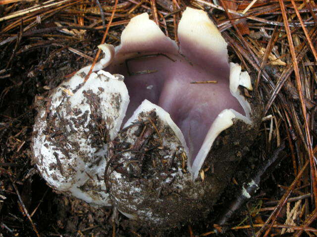 Image of cup fungi