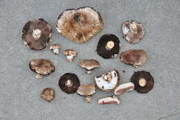 Image of Agaricus agrinferus Kerrigan & Callac 2008