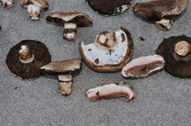 Image of Agaricus agrinferus Kerrigan & Callac 2008