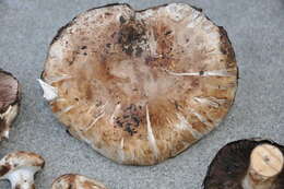 Image of Agaricus agrinferus Kerrigan & Callac 2008