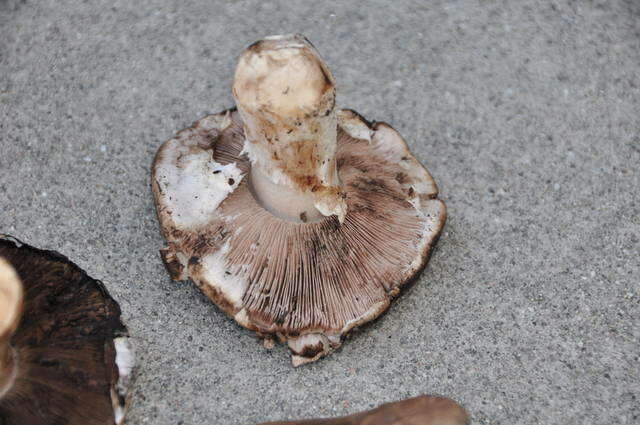 Image of Agaricus agrinferus Kerrigan & Callac 2008