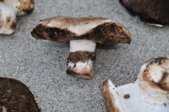 Image of Agaricus agrinferus Kerrigan & Callac 2008