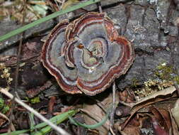 Image of Trametes