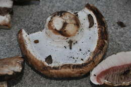 Image of Agaricus agrinferus Kerrigan & Callac 2008