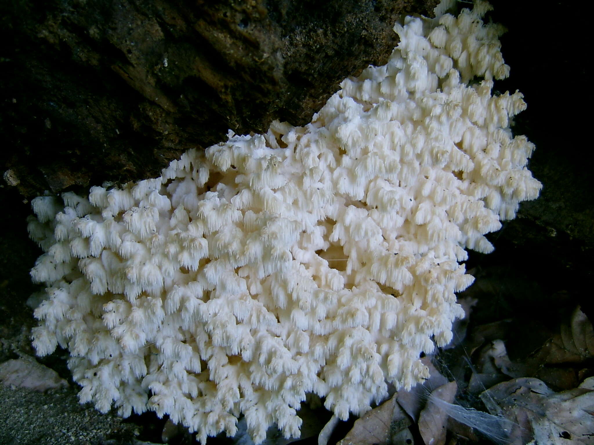 Image of Hericium clathroides (Pall.) Pers. 1797