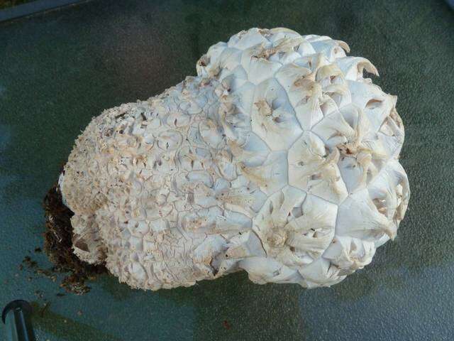 Image of Calvatia