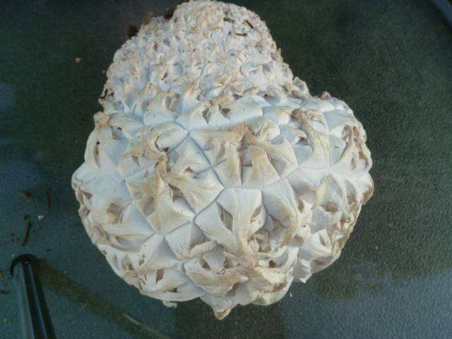 Image of Calvatia