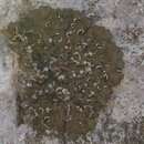 Image of Alberta melanelia lichen