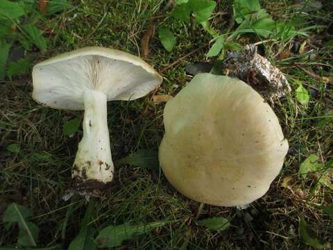 Image de Leucopaxillus laterarius (Peck) Singer & A. H. Sm. 1943