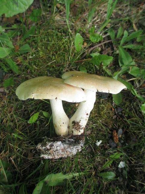 صورة Leucopaxillus laterarius (Peck) Singer & A. H. Sm. 1943