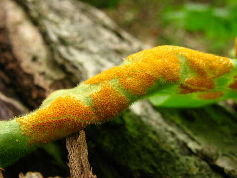 Imagem de Puccinia podophylli Schwein. 1822