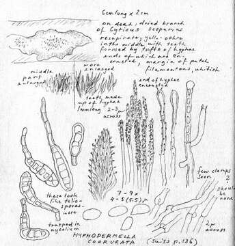 Image of Hyphodermella