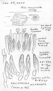 Sivun Peniophoraceae kuva