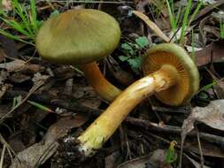 Sivun Cortinarius austrovenetus Cleland 1928 kuva