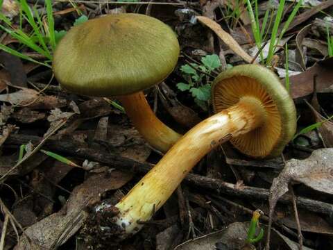 Image of Cortinarius austrovenetus Cleland 1928