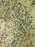 Image of porpidia lichen