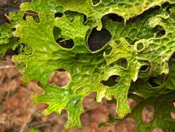 Image of lung lichen