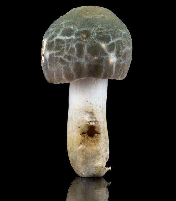 Image of Russula parvovirescens Buyck, D. Mitch. & Parrent 2006