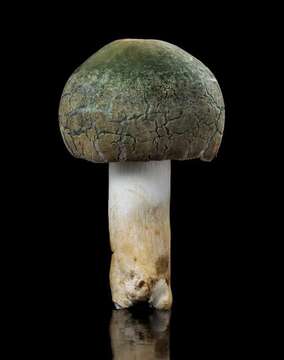 Image of Russula parvovirescens Buyck, D. Mitch. & Parrent 2006