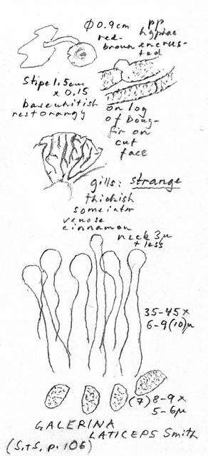 Image of Galerina laticeps A. H. Sm. 1953