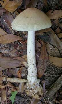 Image of Amanita murrilliana Singer 1951