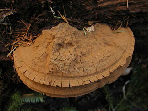 Image of Ganoderma