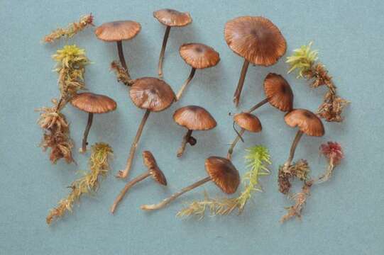 Image de Entoloma caliginosum (Romagn. & J. Favre) Bon & Courtec. 1987