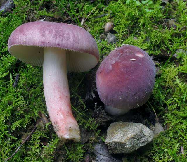 Image of Russula mariae Peck 1919