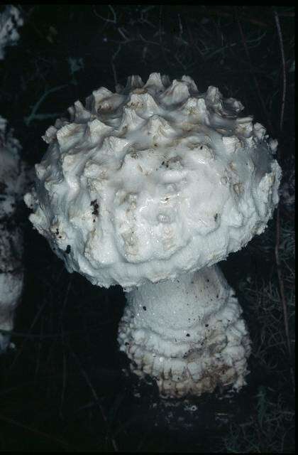 Image of Amanita magniverrucata Thiers & Ammirati 1982